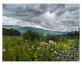“Meadow” print